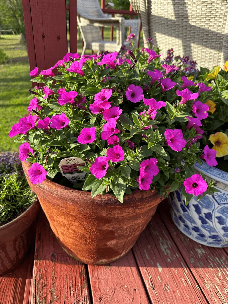 Petunias