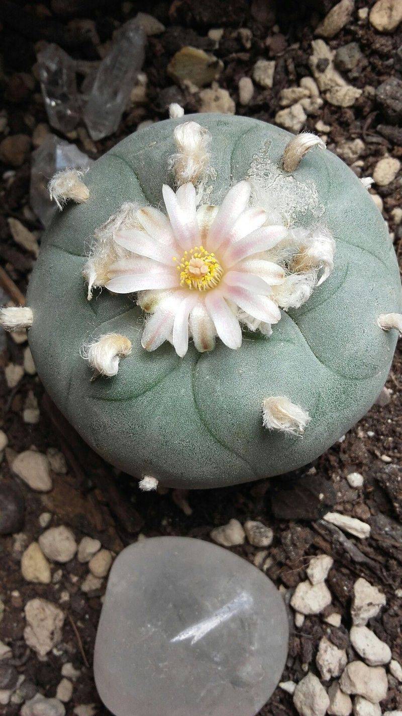 Peyote Cactus