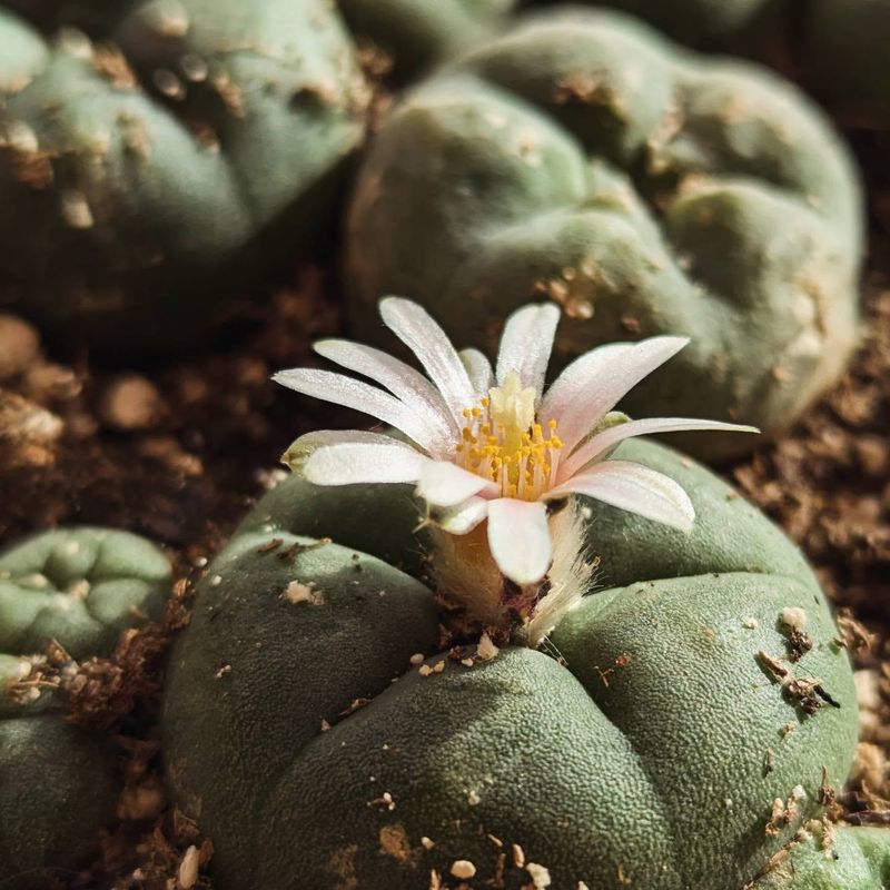 14 Plants That Have Been Used in Ancient Rituals for Centuries