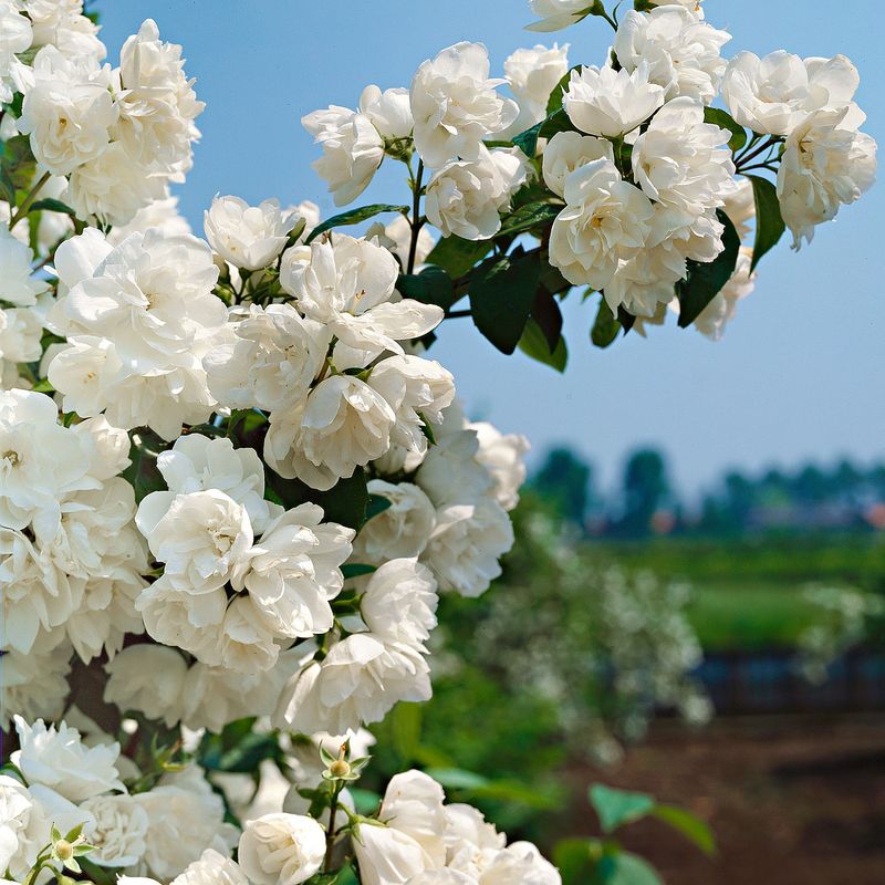 Philadelphus 'Virginal'