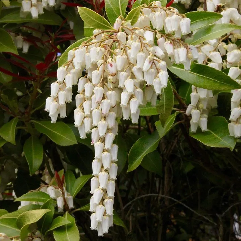 Pieris 'Mountain Fire'