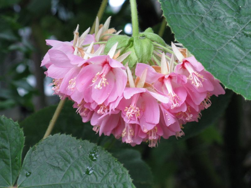 Pink Ball Tree