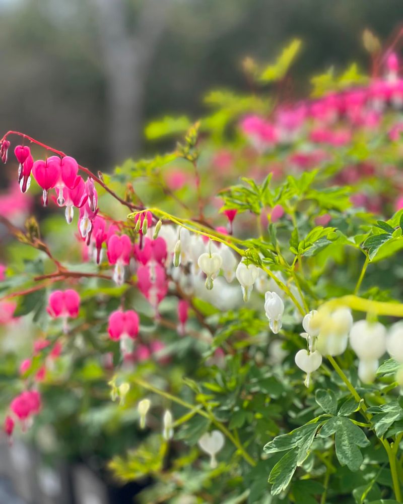 Pink Bleeding Heart