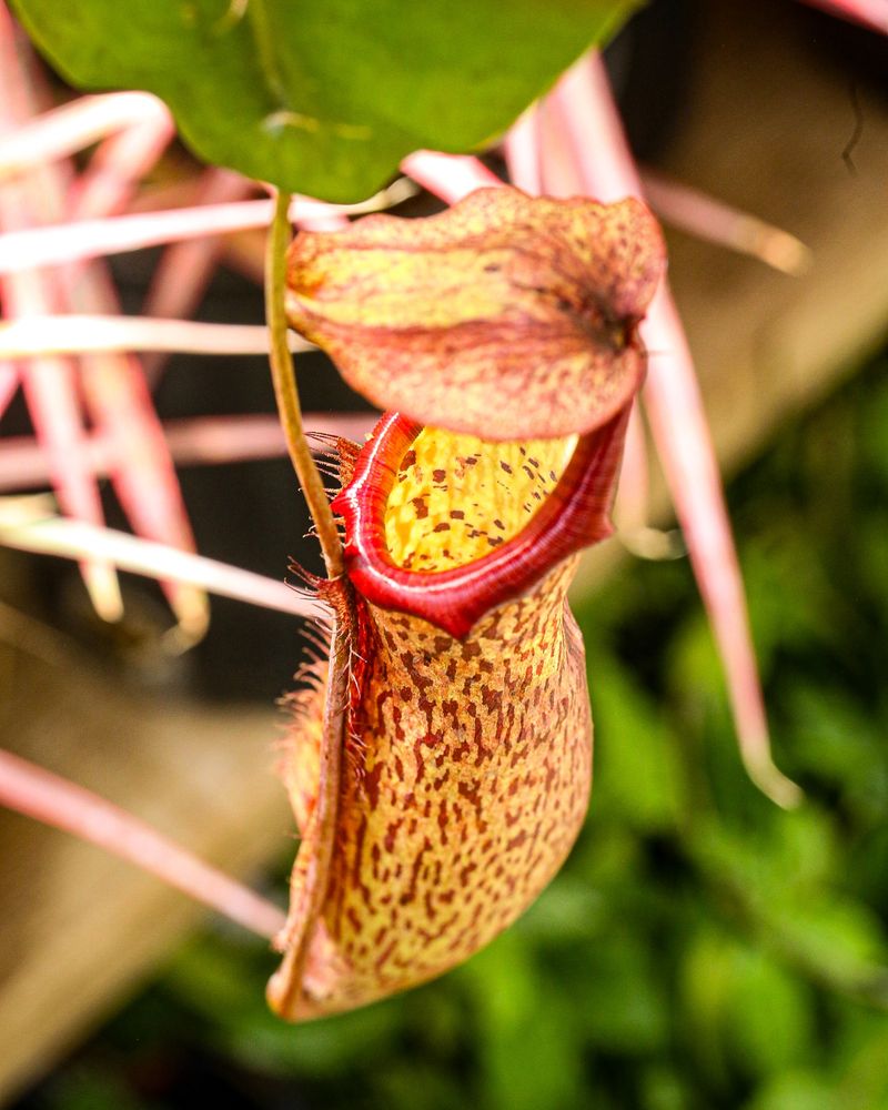 Pitcher Plant