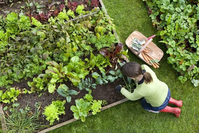 Plan Your Garden Layout