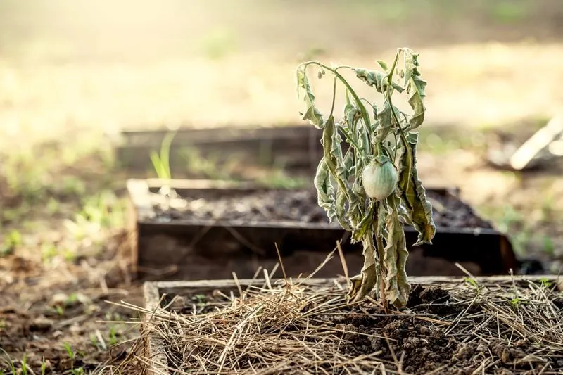 Planting Invasive Species