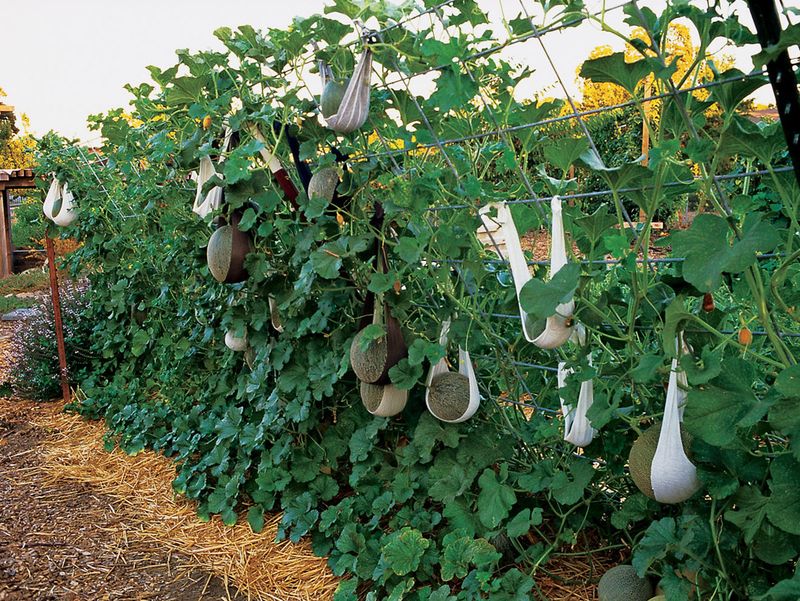 Planting and Training the Vines