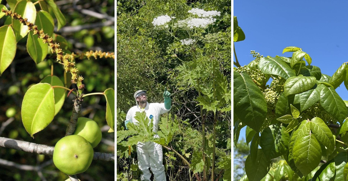 Plants So Toxic They Could Kill With a Touch