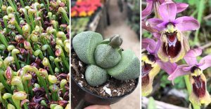 Plants That Mimic Rocks, Animals, and Even Other Plants to Survive