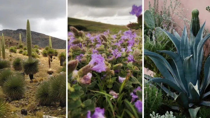 6 Plants That Only Bloom Once in Their Lifetime