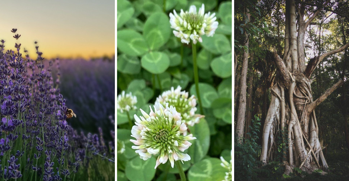 Plants That Secretly ‘Talk’ to Each Other Underground