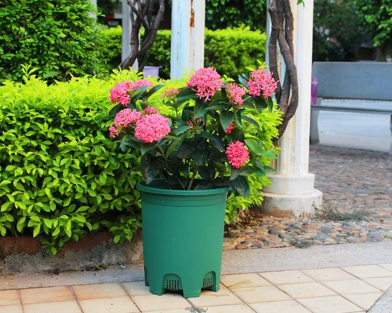 Plastic Planters