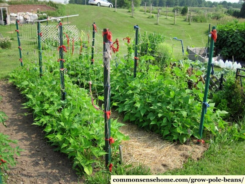 Pole Beans