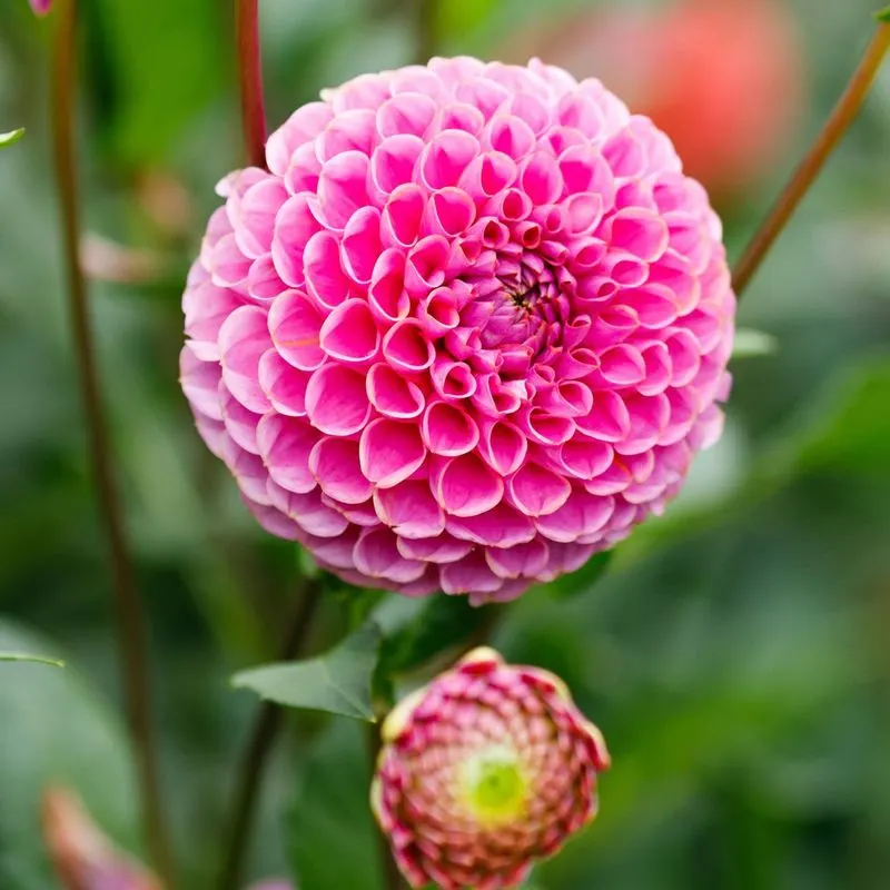 Pompon Dahlia