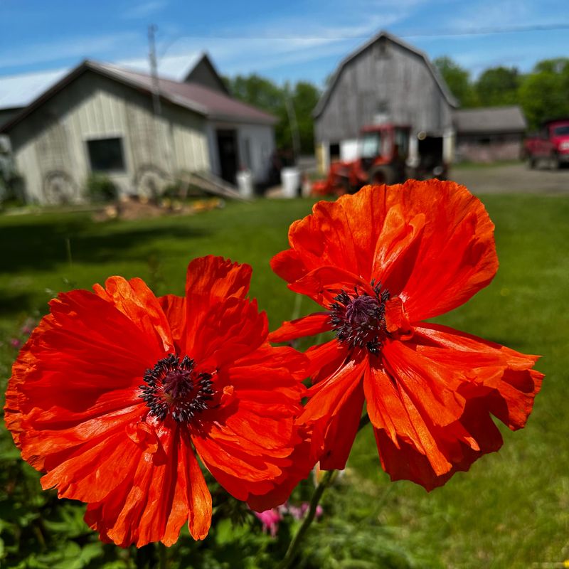 Poppies