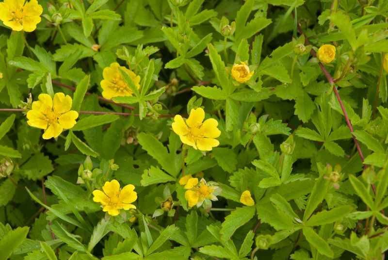 Potentilla