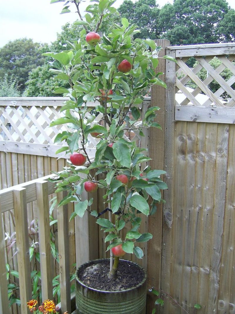 Potted Fruit Trees