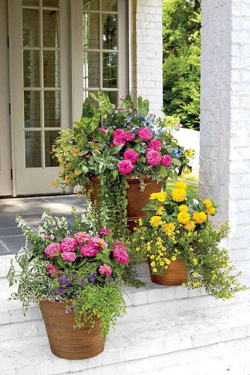 Potted Plant Arrangements