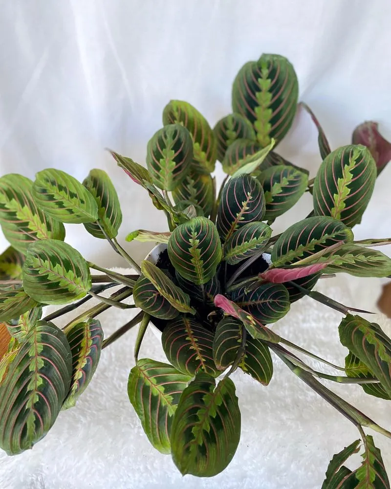 Prayer Plant (Maranta leuconeura)