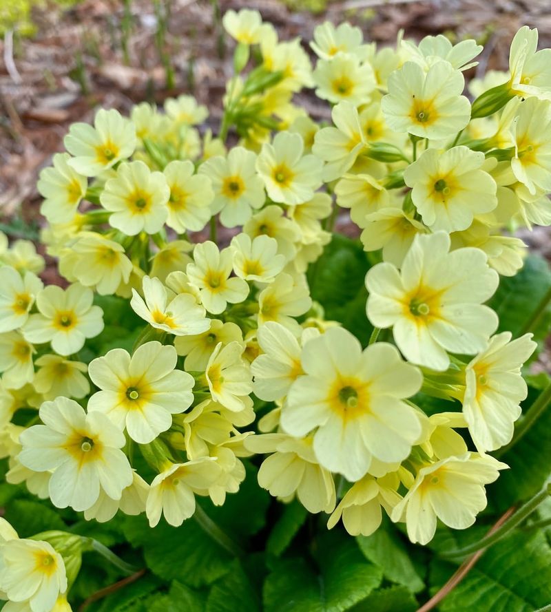 Primrose