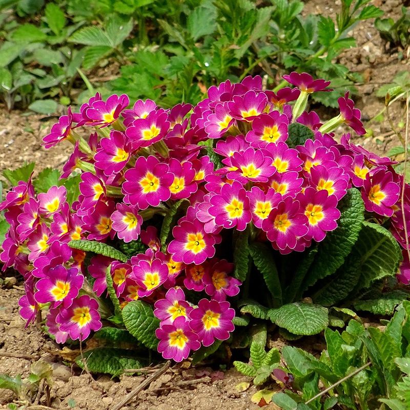 Primroses