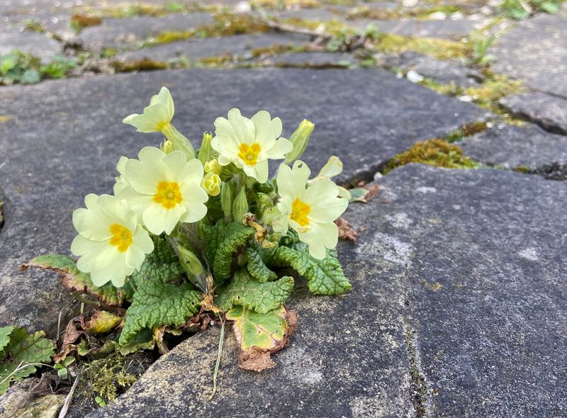 Primroses