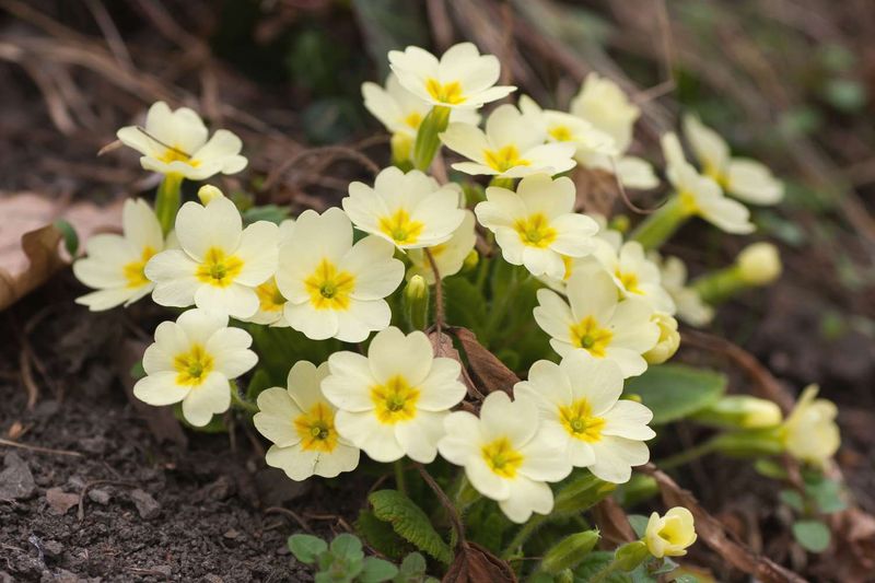 Primroses