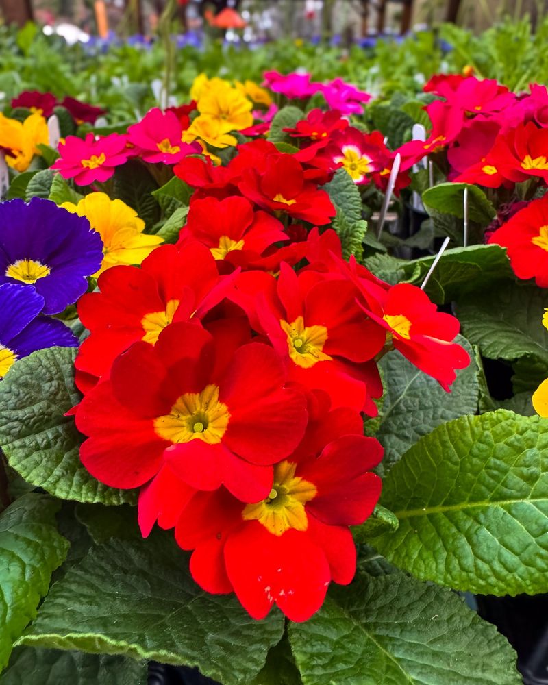 Primroses