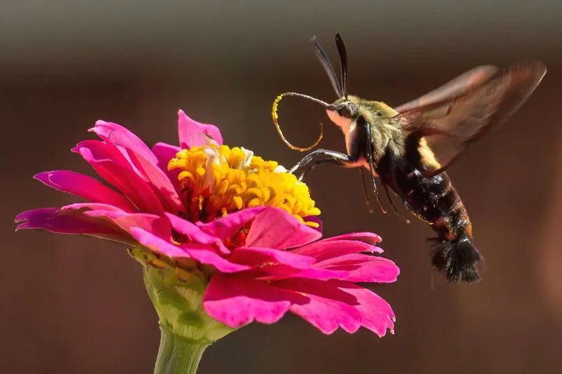 Prolific Pollinators