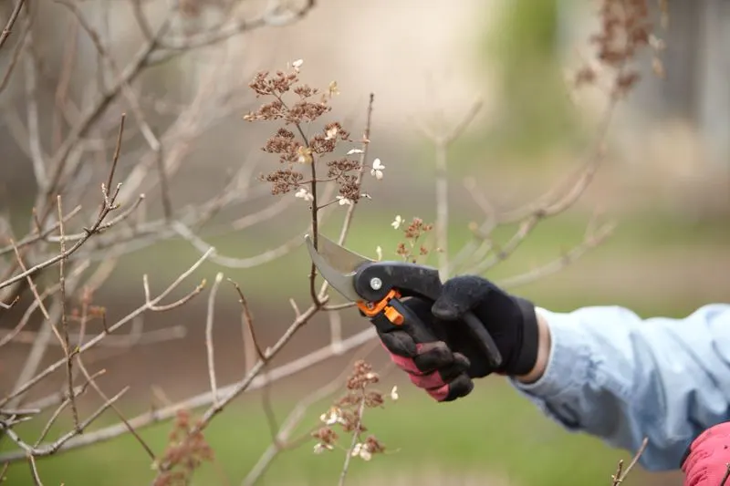 Prune Dormant Plants