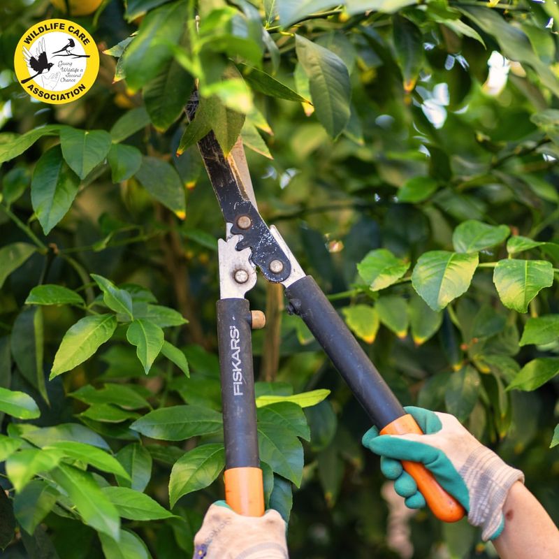 Prune Trees and Shrubs