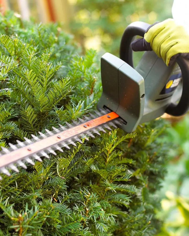 Pruning Evergreens