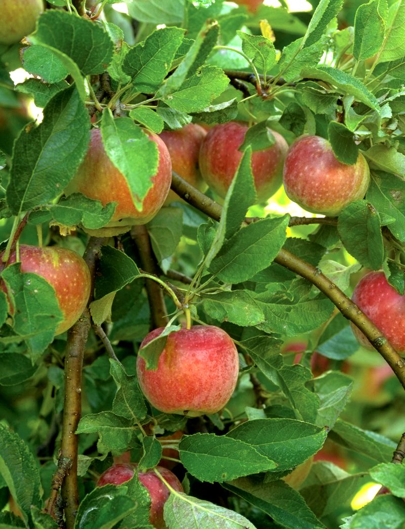 Pruning for Fruit Production