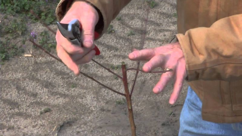 Pruning for Health