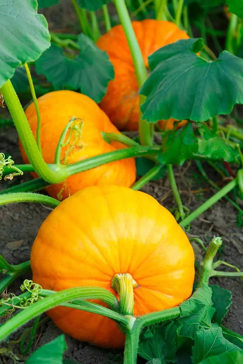 Pumpkins