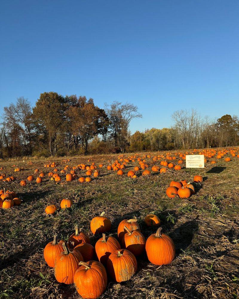 Pumpkins