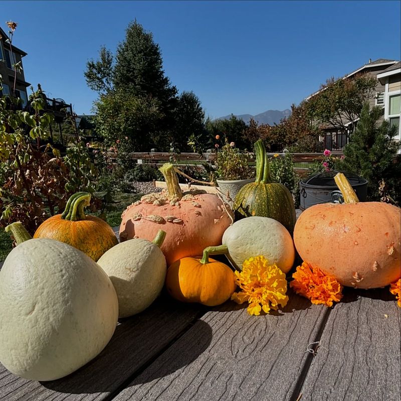 Pumpkins