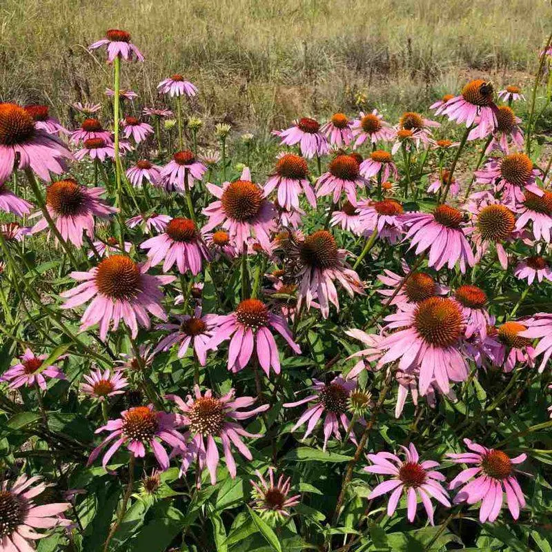 Purple Coneflower (Echinacea)