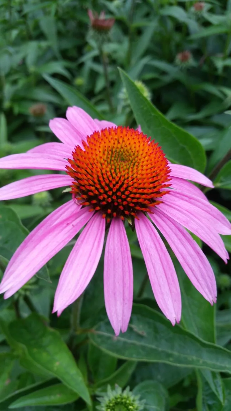 Purple Coneflower