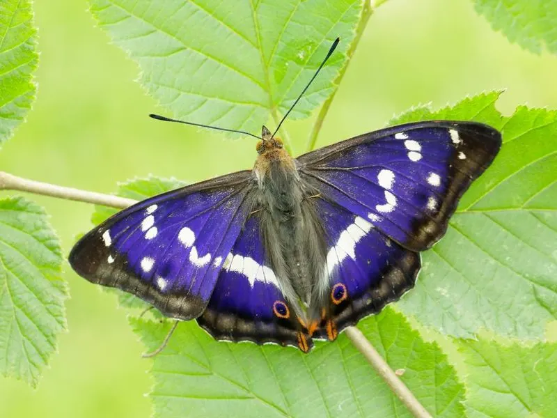 Purple Emperor