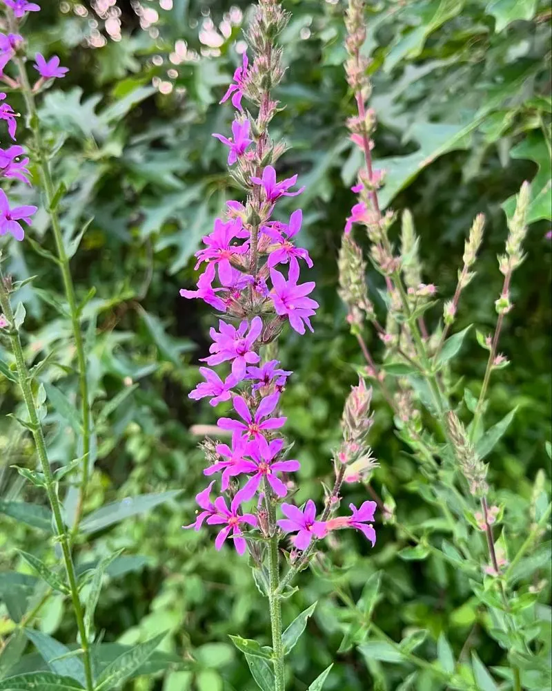 Purple Loosestrife