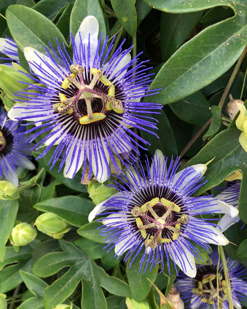 Purple Passionflower