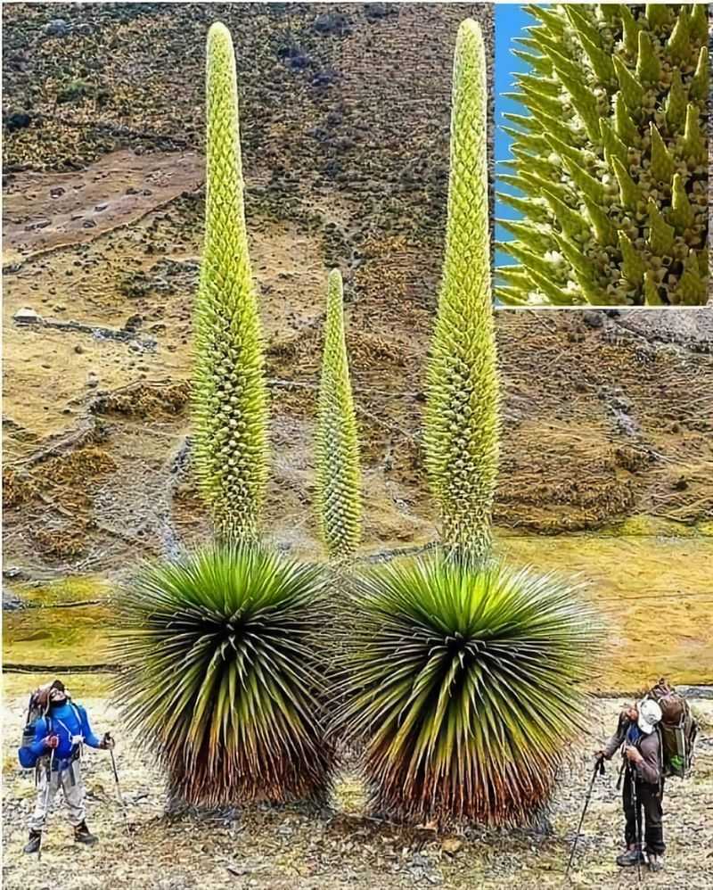 Puya Raimondii