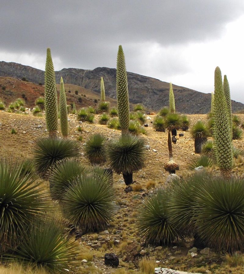 Queen of the Andes (Puya raimondii)