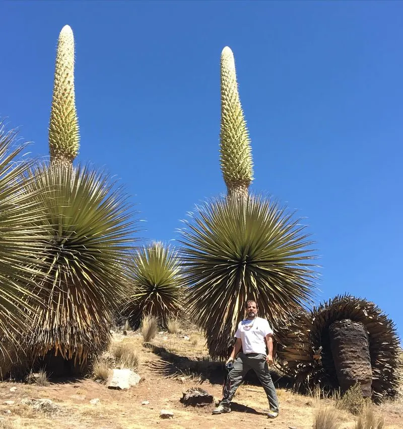 Queen of the Andes (Puya raimondii)