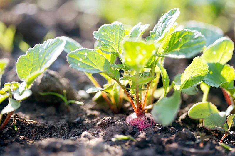 Radish Greens