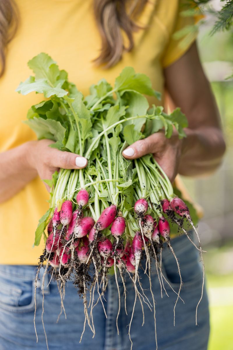 Radishes