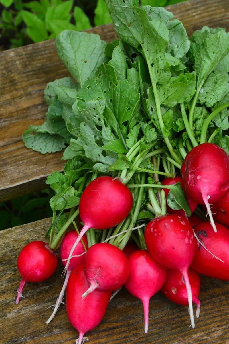 Radishes