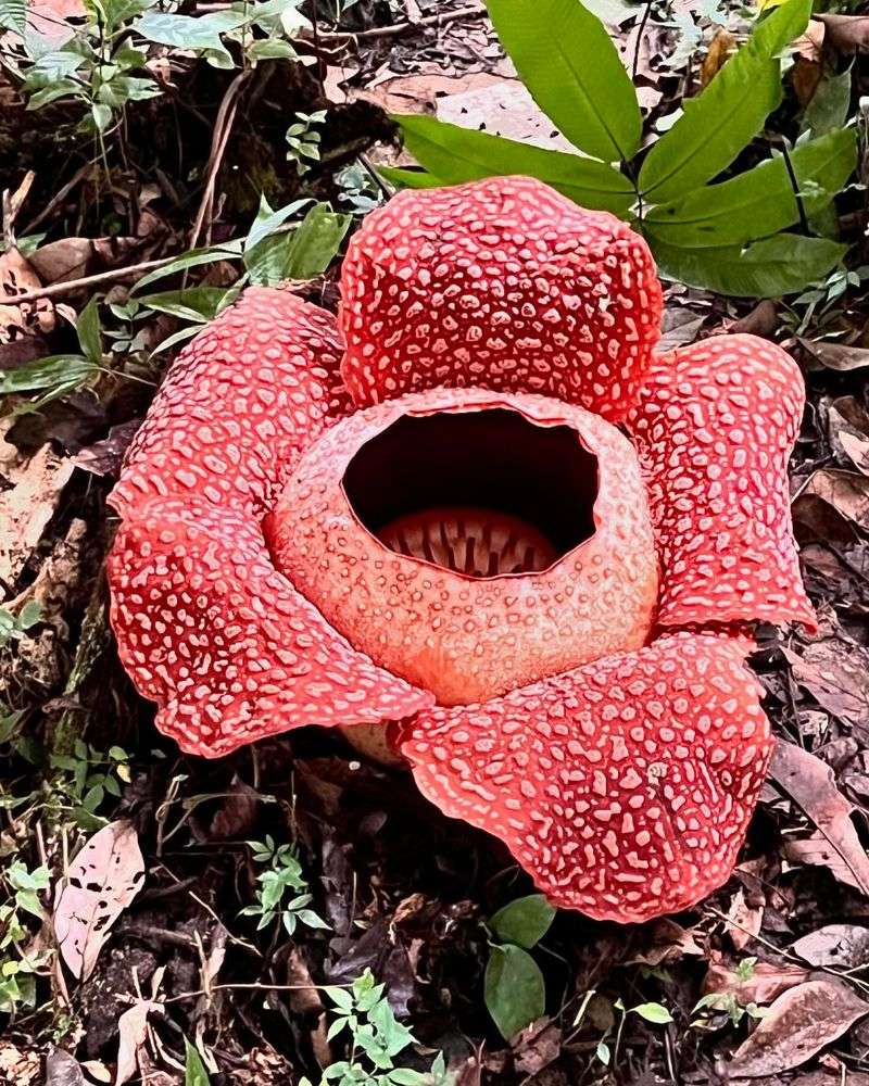 Rafflesia