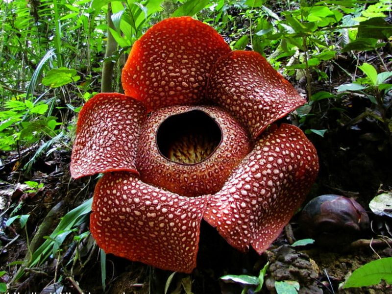 Rafflesia Arnoldii